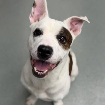 Taz -  Mixed Breed Dog for Adoption in Portland, Oregon - Taz | PetCurious