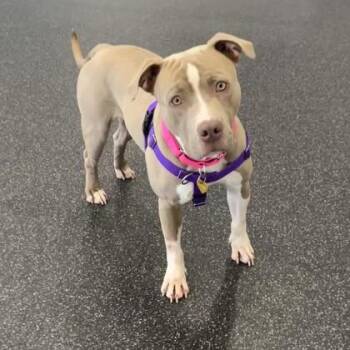 Cashew -  Pit Bull Terrier and Mixed Breed Dog for Adoption in Wheaton, Illinois - Cashew | PetCurious