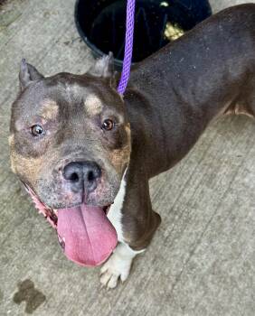 Priscilla -  Pit Bull Terrier Dog for Adoption in Chicago, Illinois - Priscilla | PetCurious