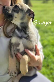 Black Mouth Cur Dogs Available for Adoption in Tallahassee, Florida - Sawyer | PetCurious