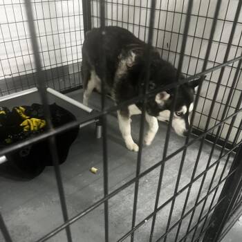 Fizzy Cola -  Husky Dog Available for Adoption in St. Louis, Missouri - Fizzy Cola | PetCurious