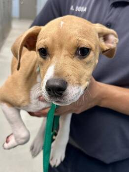 Mixed Breed Dogs Available for Adoption in Wichita, Kansas - Dymphna | PetCurious