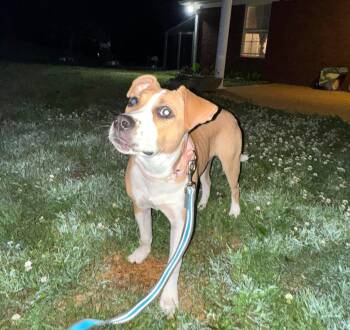 Terrier Dogs Available for Adoption in Warwick, Rhode Island - Fallon SS In MS | PetCurious