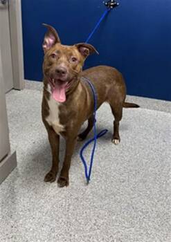 KODA -  Pit Bull Terrier and Mixed Breed Dog for Adoption in Pasadena, Texas - KODA | PetCurious