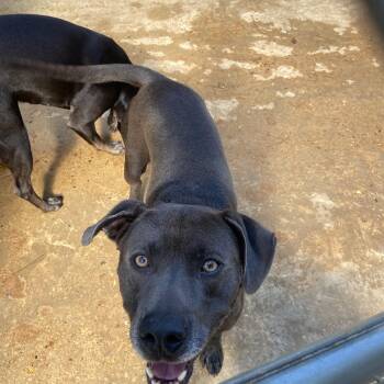 Batman -  Pit Bull Terrier and American Bulldog Dog for Adoption in Ruston, Louisiana - Batman | PetCurious