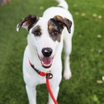 Labrador Retriever and Mixed Breed Dogs Available for Adoption in Atlanta, Georgia - Barkley | PetCurious