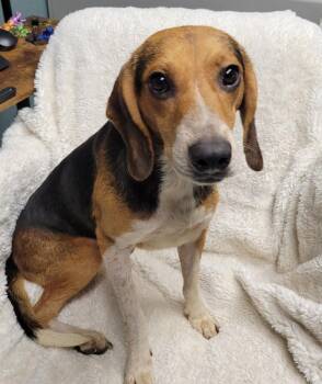 Sequoia -  Beagle Dog for Adoption in Lisbon, Ohio - Sequoia | PetCurious