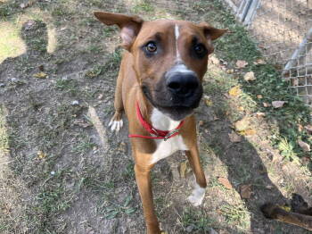 Rescue Mountain Cur and Hound Dogs for Adoption in Hinton, West Virginia - Brody (9mo,50lbs) | PetCurious