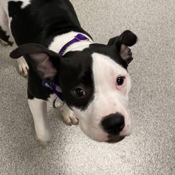 Rescue Mixed Breed Dogs for Adoption in Naperville, Illinois - Moo Moo | PetCurious