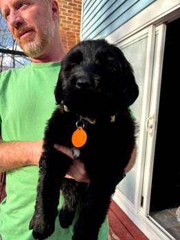 Saint Bernard and Black Labrador Retriever Dogs Available for Adoption - Chevelle | PetCurious