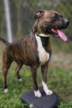 Cyrenity -  Pit Bull Terrier Dog for Adoption in Russellville, Kentucky - Cyrenity | PetCurious