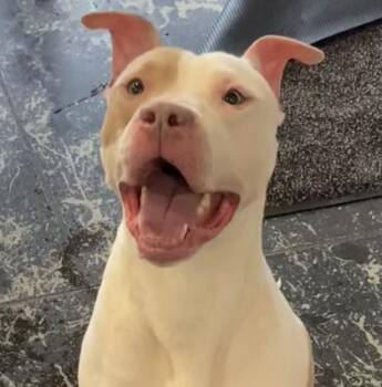 Rex -  Mixed Breed Dog for Adoption in Cincinnati, Ohio - Rex | PetCurious
