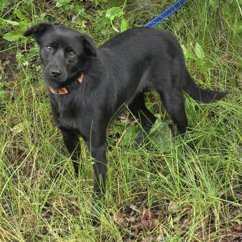 Blackie O. -  Labrador Retriever Dog for Adoption in Anchorage, Alaska - Blackie O. | PetCurious