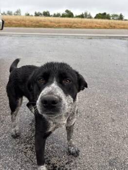 Todd -  Australian Cattle Dog Blue Heeler Dog for Adoption in Munfordville, Kentucky - Todd | PetCurious