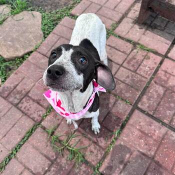Beth HW+ -  Pit Bull Terrier and Dachshund Dog for Adoption in Sedalia, Colorado - Beth HW+ | PetCurious