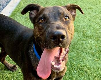 SAVE ME PLEASE Warren - IDA553870 -  Pit Bull Terrier Dog for Adoption in San Marcos, California - SAVE ME PLEASE Warren - IDA553870 | PetCurious