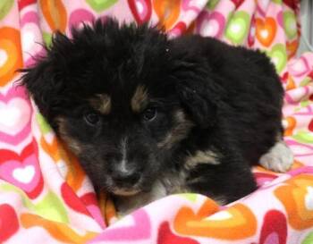 Rescue Shepherd Dogs for Adoption in Thief River Falls, Minnesota - Bay | PetCurious