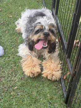 Jiggy -  Cocker Spaniel Dog for Adoption in Anniston, Alabama - Jiggy | PetCurious