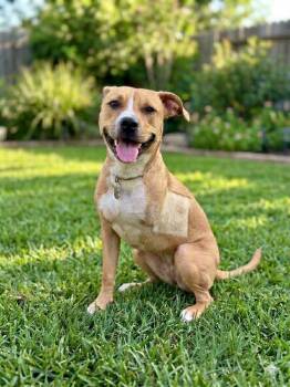 Nemo -  American Staffordshire Terrier Dog for Adoption in San Antonio, Texas - Nemo | PetCurious