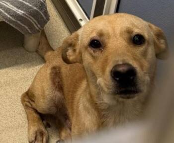Boba -  Mixed Breed Dog for Adoption in Honolulu, Hawaii - Boba | PetCurious
