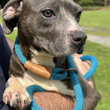 Mary Puppins -  Chihuahua and Pit Bull Terrier Dog for Adoption in Charles City, Virginia - Mary Puppins | PetCurious