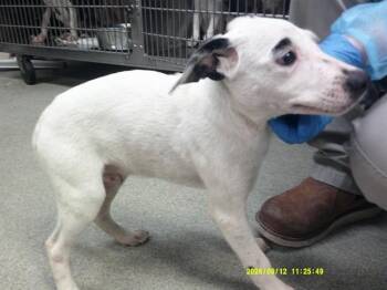 A480655 -  Staffordshire Bull Terrier and Mixed Breed Dog for Adoption in Oklahoma City, Oklahoma - A480655 | PetCurious