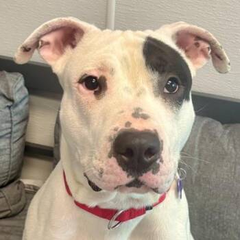 Snoop Dog -  Mixed Breed Dog for Adoption in Lansing, Michigan - Snoop Dog | PetCurious