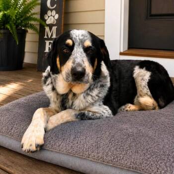 Maverick -  Australian Cattle Dog Blue Heeler and Great Pyrenees Dog for Adoption in Shinnston, West Virginia - Maverick | PetCurious
