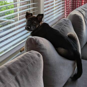 Shepherd Dogs Available for Adoption in Wake Forest, North Carolina - Liliana | PetCurious