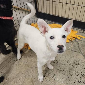 Terrier Dogs Available for Adoption in Apple Valley, California - Penne | PetCurious