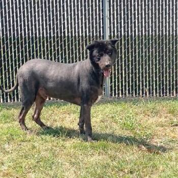 Xavier -  Anatolian Shepherd and Newfoundland Dog Dog for Adoption in Nevada, Missouri - Xavier | PetCurious