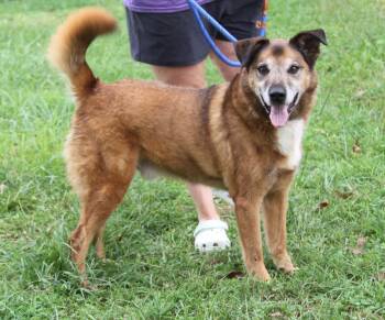 Gerry (Neutered) (Photos September 17th 2026) -  Shepherd Dog for Adoption in Marietta, Ohio - Gerry (Neutered) (Photos September 17th 2026) | PetCurious