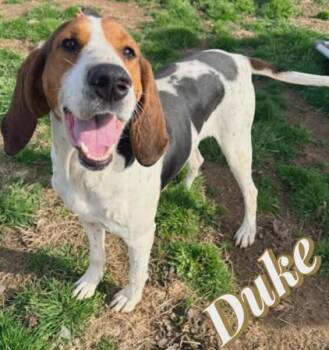 Coonhound and Foxhound Dogs Available for Adoption - Duke | PetCurious