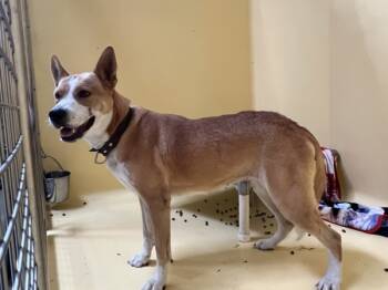 Rescue Shepherd Dogs for Adoption in San Gabriel, California - Jiorga | PetCurious