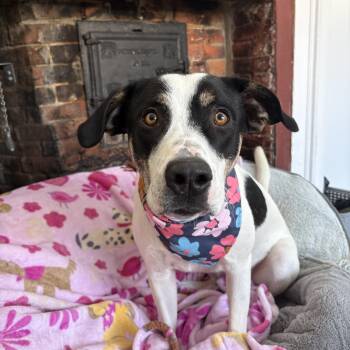 Mixed Breed Dogs Available for Adoption - River | PetCurious