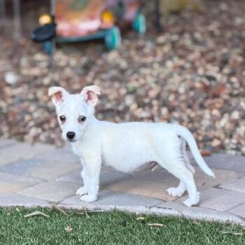 Augie -  Chihuahua and Mixed Breed Dog for Adoption in Sacramento, California - Augie | PetCurious