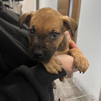 Boxer and Mixed Breed Dogs Available for Adoption - Herringbone | PetCurious