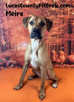 Rescue Labrador Retriever and Pit Bull Terrier Dogs for Adoption in Toledo, Ohio - Meire | PetCurious