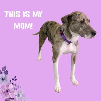 Mixed Breed Dogs Available for Adoption - Icicle | PetCurious