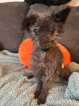 Rescue Lhasa Apso Dogs for Adoption in Severance, Colorado - Shaun | PetCurious