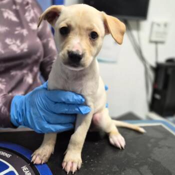 Labrador Retriever and Chihuahua Dogs Available for Adoption - Rainbow | PetCurious