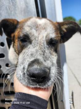 American Staffordshire Terrier Dogs Available for Adoption in San Antonio, Texas - BRONCO | PetCurious