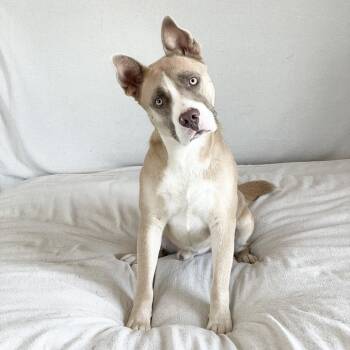 Wonderful Holman -  Pit Bull Terrier and American Bully Dog for Adoption in Burlington, North Carolina - Wonderful Holman | PetCurious