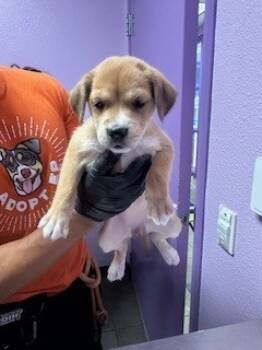 Rescue Mixed Breed Dogs for Adoption in El Paso, Texas - 59797916 | PetCurious