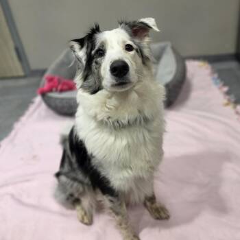 Australian Shepherd Dogs Available for Adoption in Cooperstown, New York - Elsa | PetCurious