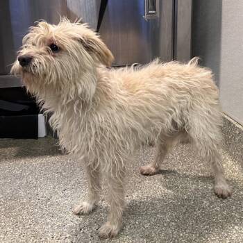 IVHS-Stray-139874 -  Terrier Dog for Adoption in San Gabriel, California - IVHS-Stray-139874 | PetCurious