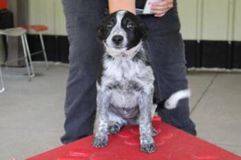 Olivia Garden -  Cattle Dog and Mixed Breed Dog for Adoption in Kansas City, Missouri - Olivia Garden | PetCurious