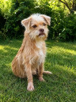 ELI -  Brussels Griffon Dog for Adoption in Vaughan, Ontario - ELI | PetCurious