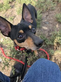 Joey -  Miniature Pinscher and Chihuahua Dog for Adoption in Pueblo, Colorado - Joey | PetCurious