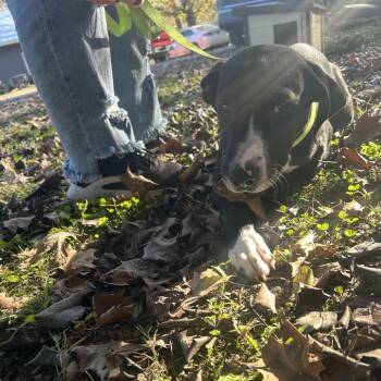 Labrador Retriever Dogs Available for Adoption - DG | PetCurious